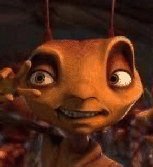 Antz 'Z'